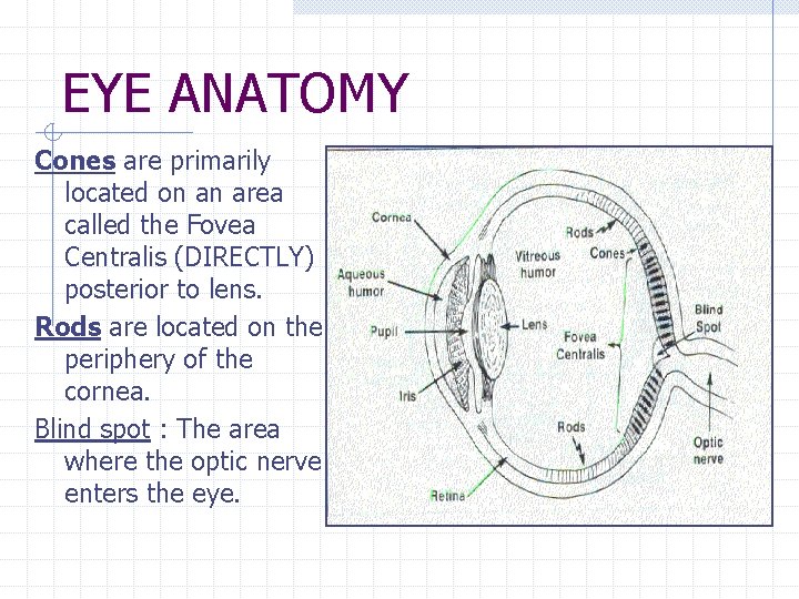 EYE ANATOMY Cones are primarily located on an area called the Fovea Centralis (DIRECTLY)