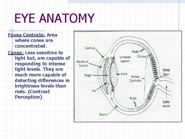 EYE ANATOMY Fovea Centralis: Area where cones are concentrated. Cones: Less sensitive to light