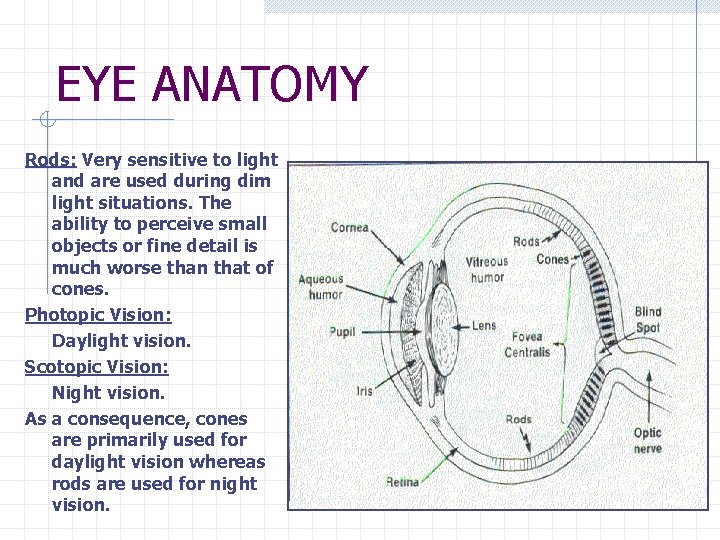 EYE ANATOMY Rods: Very sensitive to light and are used during dim light situations.