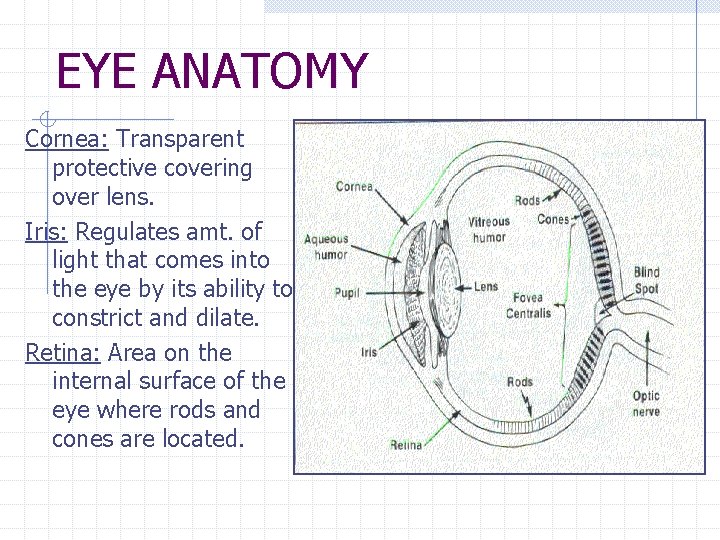 EYE ANATOMY Cornea: Transparent protective covering over lens. Iris: Regulates amt. of light that