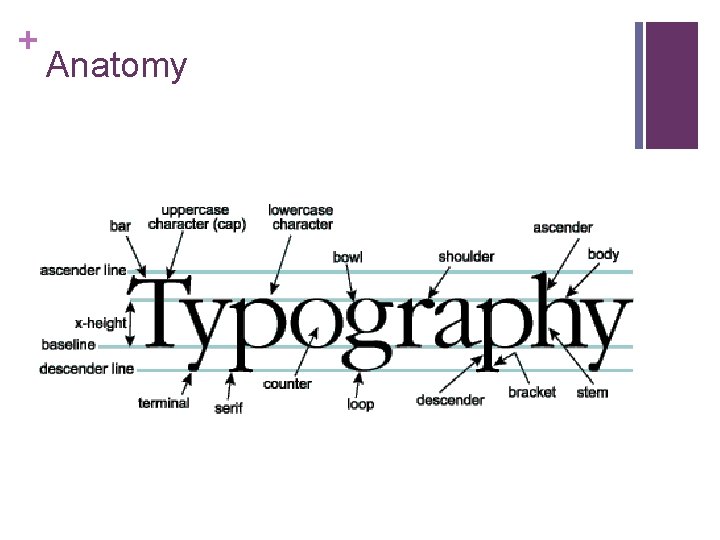 + Anatomy 