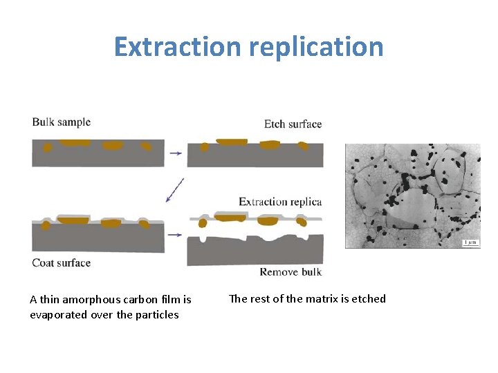 Extraction replication A thin amorphous carbon film is evaporated over the particles The rest