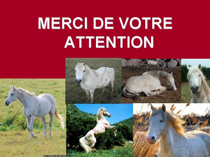 MERCI DE VOTRE ATTENTION 