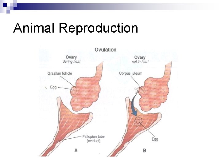 Animal Reproduction 