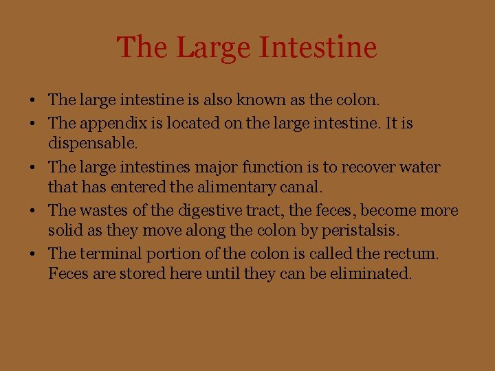 The Large Intestine • The large intestine is also known as the colon. •
