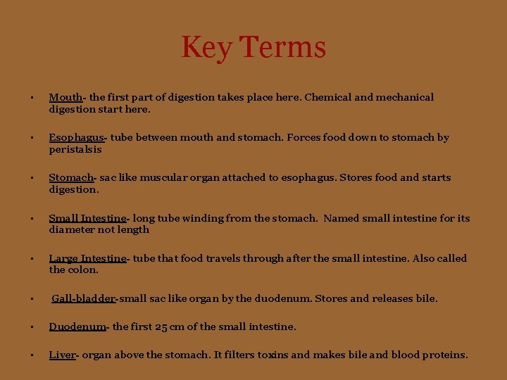 Key Terms • Mouth- the first part of digestion takes place here. Chemical and