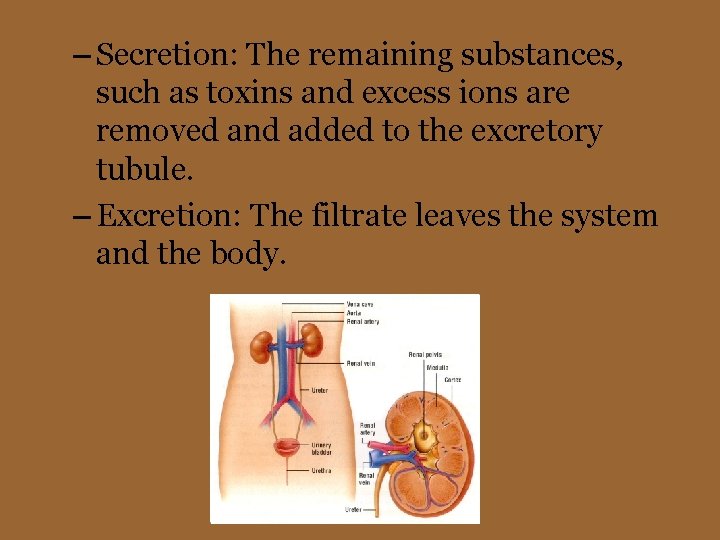 – Secretion: The remaining substances, such as toxins and excess ions are removed and