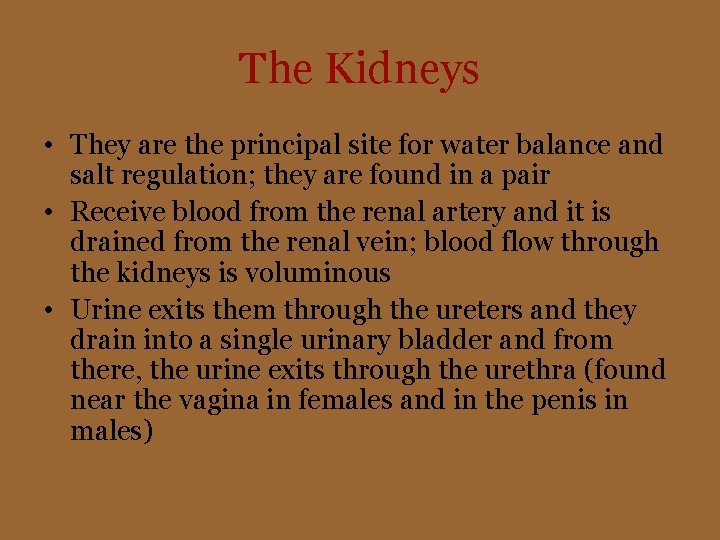 The Kidneys • They are the principal site for water balance and salt regulation;