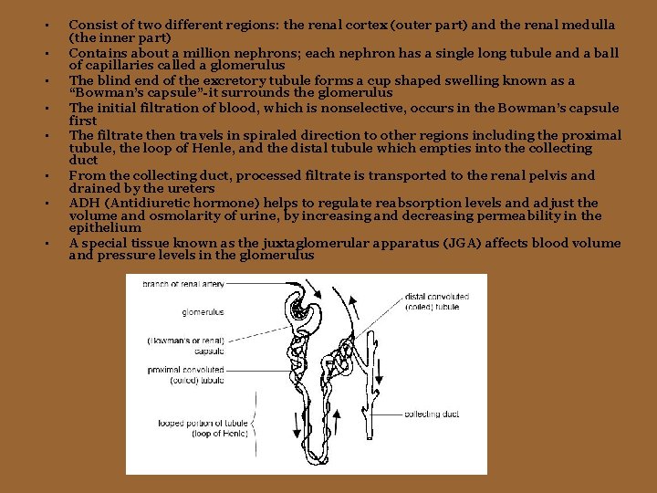  • • Consist of two different regions: the renal cortex (outer part) and