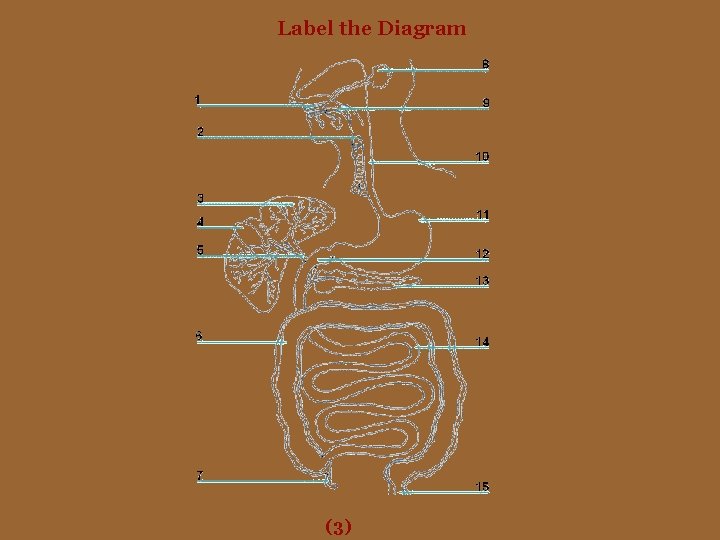Label the Diagram (3) 