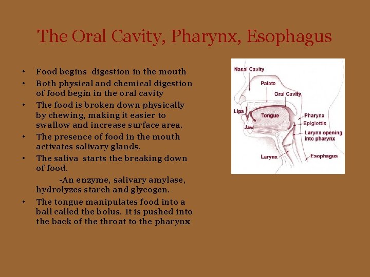 The Oral Cavity, Pharynx, Esophagus • • • Food begins digestion in the mouth