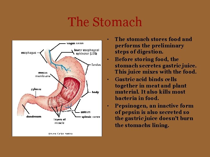 The Stomach • • The stomach stores food and performs the preliminary steps of