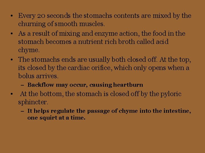  • Every 20 seconds the stomachs contents are mixed by the churning of