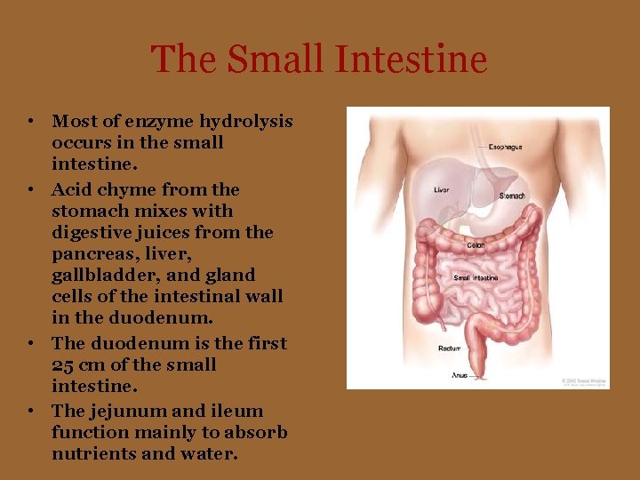 The Small Intestine • Most of enzyme hydrolysis occurs in the small intestine. •