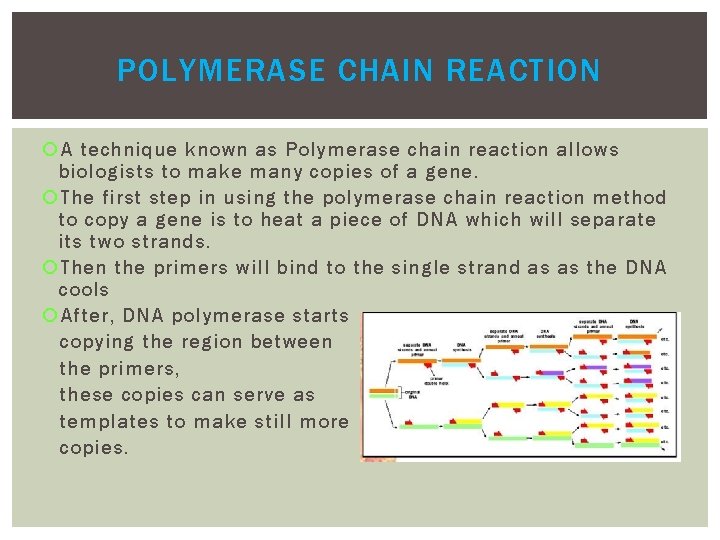 POLYMERASE CHAIN REACTION A technique known as Polymerase chain reaction allows biologists to make