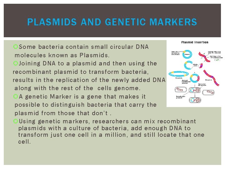 PLASMIDS AND GENETIC MARKERS Some bacteria contain small circular DNA molecules known as Plasmids. PLASMIDS AND GENETIC MARKERS Some bacteria contain small circular DNA molecules known as Plasmids.