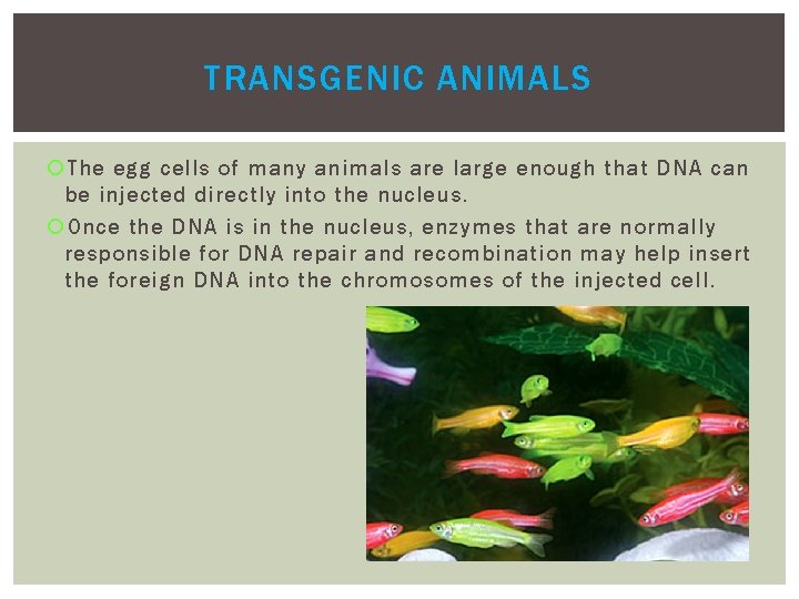 TRANSGENIC ANIMALS The egg cells of many animals are large enough that DNA can TRANSGENIC ANIMALS The egg cells of many animals are large enough that DNA can