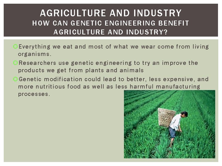 AGRICULTURE AND INDUSTRY HOW CAN GENETIC ENGINEERING BENEFIT AGRICULTURE AND INDUSTRY? Everything we eat AGRICULTURE AND INDUSTRY HOW CAN GENETIC ENGINEERING BENEFIT AGRICULTURE AND INDUSTRY? Everything we eat