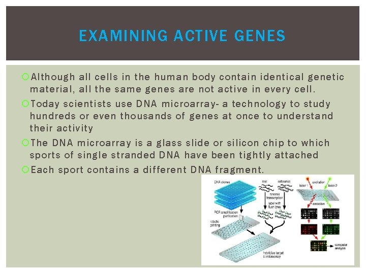 EXAMINING ACTIVE GENES Although all cells in the human body contain identical genetic material, EXAMINING ACTIVE GENES Although all cells in the human body contain identical genetic material,