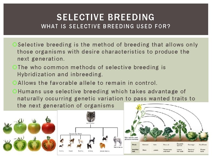 SELECTIVE BREEDING WH AT IS SEL ECTIVE BREEDING USED FOR ? Selective breeding is SELECTIVE BREEDING WH AT IS SEL ECTIVE BREEDING USED FOR ? Selective breeding is