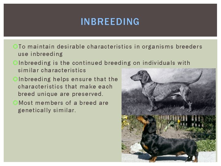 INBREEDING To maintain desirable characteristics in organisms breeders use inbreeding Inbreeding is the continued INBREEDING To maintain desirable characteristics in organisms breeders use inbreeding Inbreeding is the continued