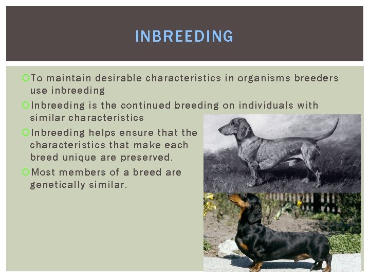 INBREEDING To maintain desirable characteristics in organisms breeders use inbreeding Inbreeding is the continued