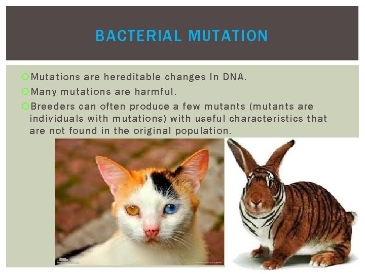 BACTERIAL MUTATION Mutations are hereditable changes In DNA. Many mutations are harmful. Breeders can