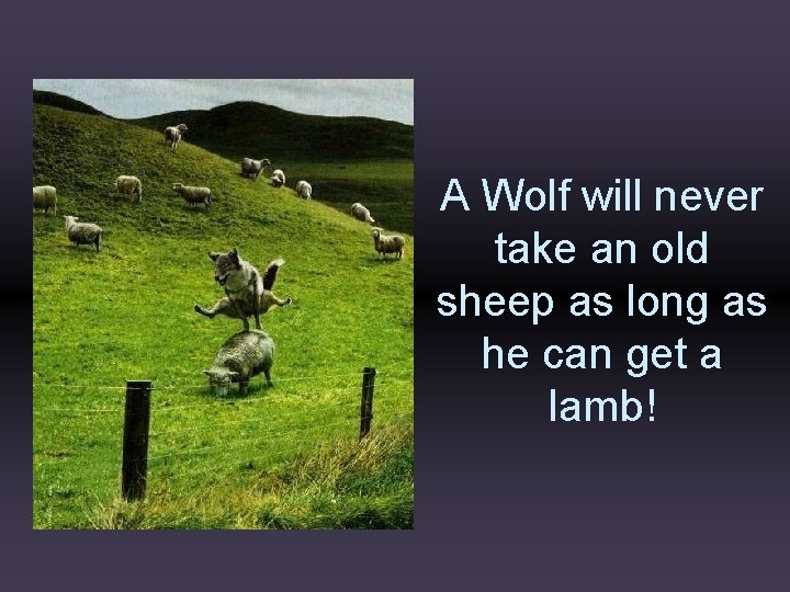 A Wolf will never take an old sheep as long as he can get