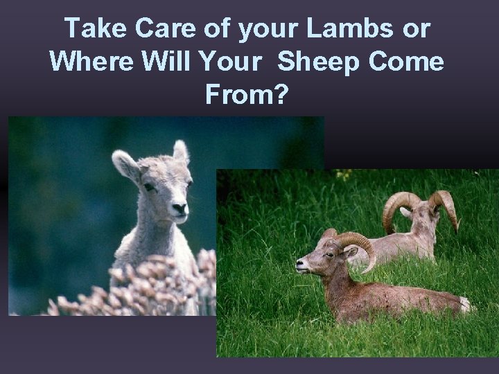Take Care of your Lambs or Where Will Your Sheep Come From? 