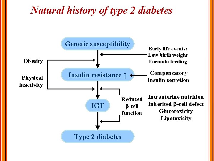 Natural history of type 2 diabetes Genetic susceptibility Obesity Physical inactivity Insulin resistance ↑