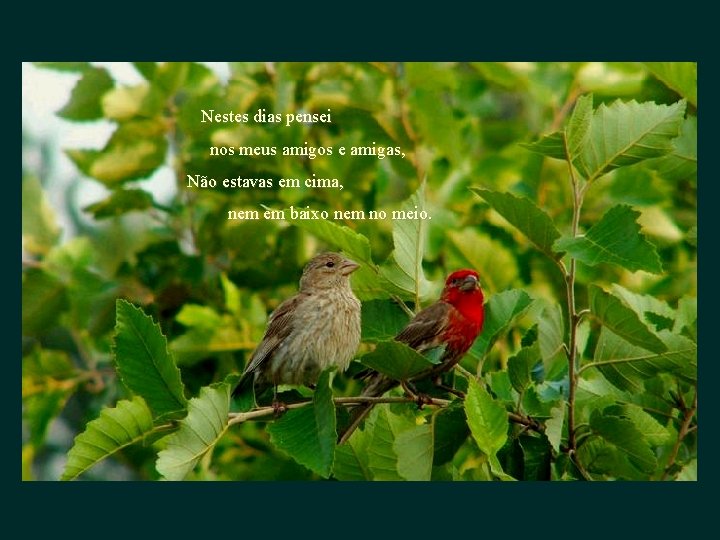  Nestes dias pensei nos meus amigos e amigas, Não estavas em cima, nem
