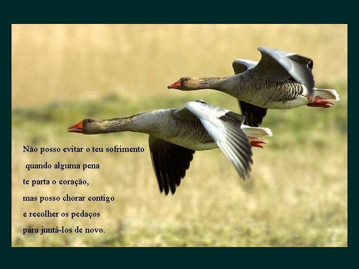 Não posso evitar o teu sofrimento quando alguma pena te parta o coração, mas