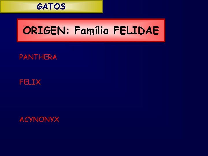 GATOS ORIGEN: Família FELIDAE PANTHERA FELIX ACYNONYX 