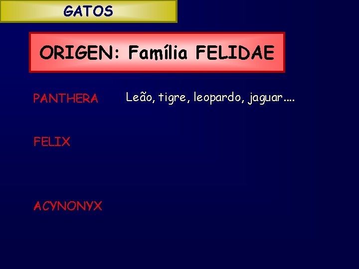 GATOS ORIGEN: Família FELIDAE PANTHERA FELIX ACYNONYX Leão, tigre, leopardo, jaguar. . 