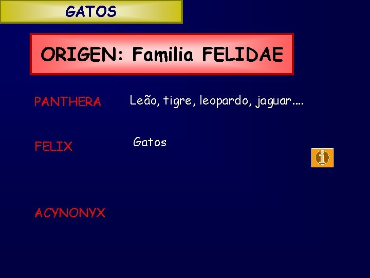 GATOS ORIGEN: Familia FELIDAE PANTHERA Leão, tigre, leopardo, jaguar. . FELIX Gatos ACYNONYX 