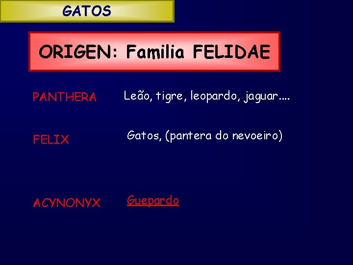 GATOS ORIGEN: Familia FELIDAE PANTHERA Leão, tigre, leopardo, jaguar. . FELIX Gatos, (pantera do