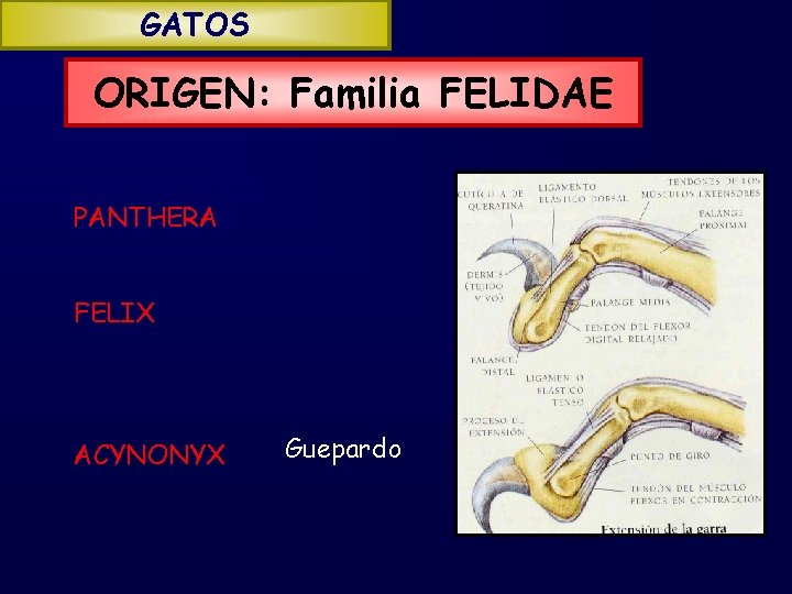 GATOS ORIGEN: Familia FELIDAE PANTHERA FELIX ACYNONYX Guepardo 
