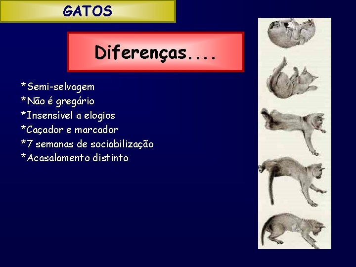 GATOS Diferenças. . *Semi-selvagem *Não é gregário *Insensível a elogios *Caçador e marcador *7