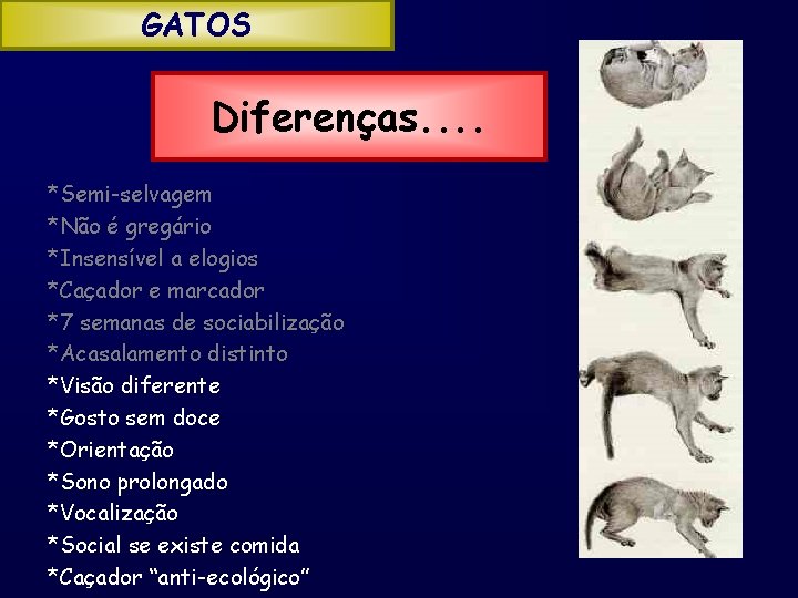 GATOS Diferenças. . *Semi-selvagem *Não é gregário *Insensível a elogios *Caçador e marcador *7