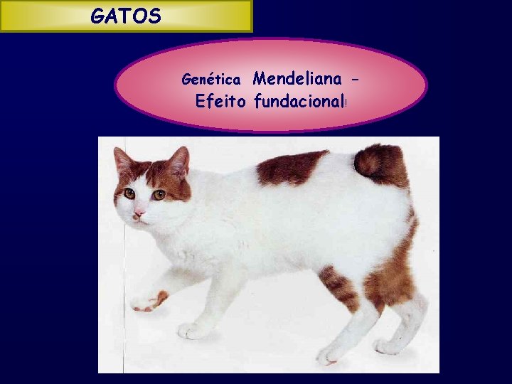 GATOS Mendeliana Efeito fundacional! Genética 