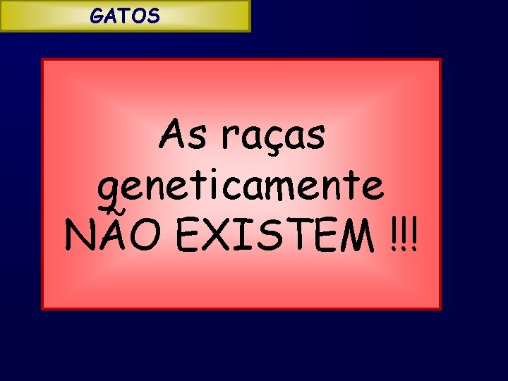 GATOS As raças geneticamente NÃO EXISTEM !!! 