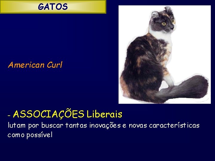GATOS American Curl - ASSOCIAÇÕES Liberais lutam por buscar tantas inovações e novas características