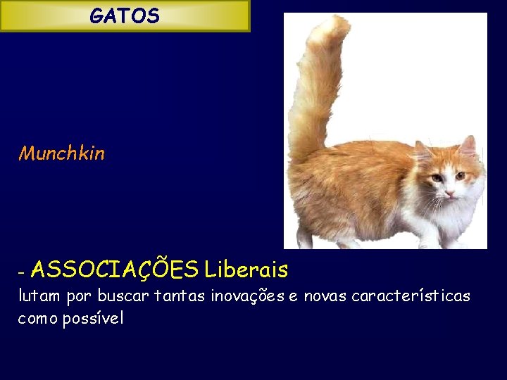 GATOS Munchkin - ASSOCIAÇÕES Liberais lutam por buscar tantas inovações e novas características como