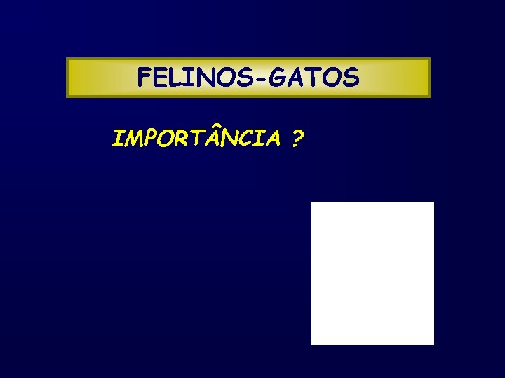 FELINOS-GATOS IMPORT NCIA ? 