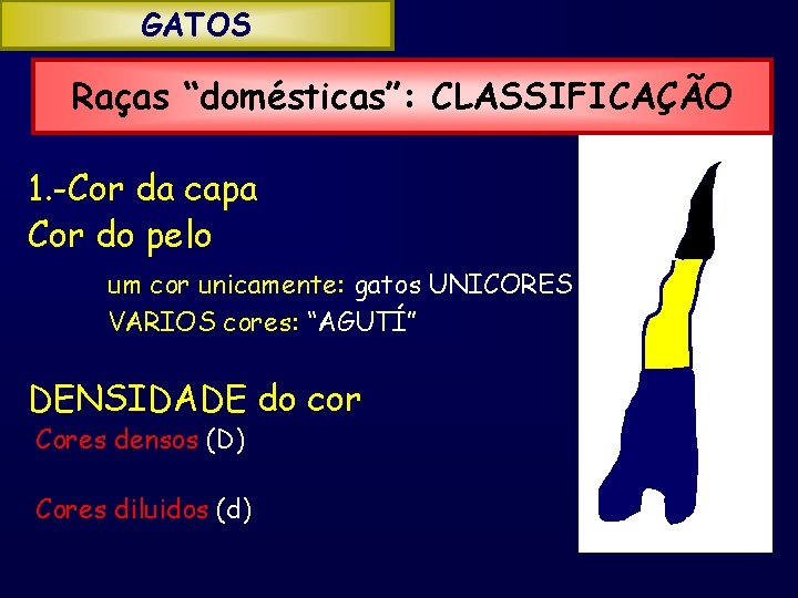 GATOS Raças “domésticas”: CLASSIFICAÇÃO 1. -Cor da capa Cor do pelo um cor unicamente:
