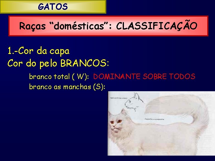 GATOS Raças “domésticas”: CLASSIFICAÇÃO 1. -Cor da capa Cor do pelo BRANCOS: branco total