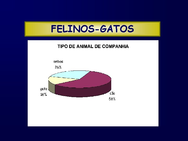FELINOS-GATOS 