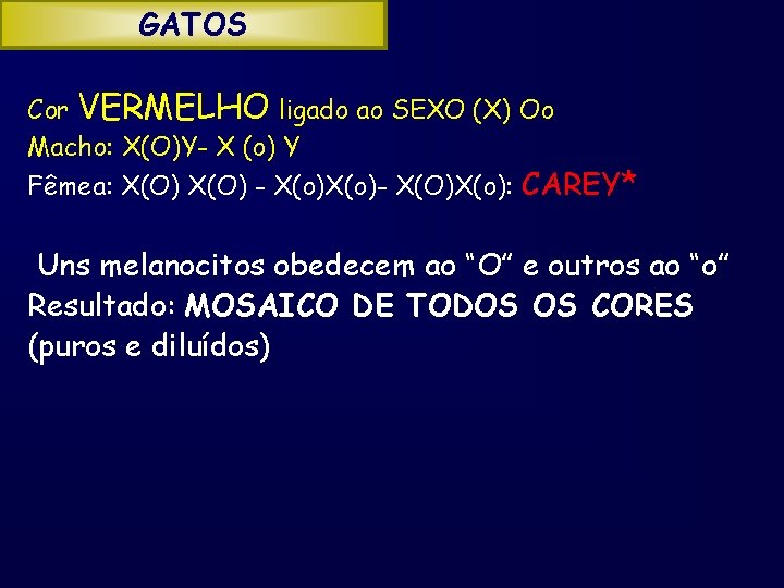 GATOS Cor VERMELHO ligado ao SEXO (X) Oo Macho: X(O)Y- X (o) Y Fêmea: