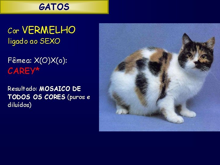GATOS Cor VERMELHO ligado ao SEXO Fêmea: X(O)X(o): CAREY* Resultado: MOSAICO DE TODOS OS