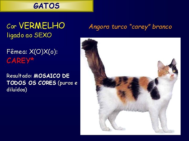 GATOS Cor VERMELHO ligado ao SEXO Fêmea: X(O)X(o): CAREY* Resultado: MOSAICO DE TODOS OS